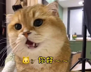 猫叫声是什么意思