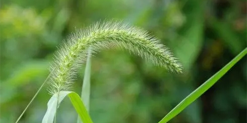 逗猫狗尾巴草