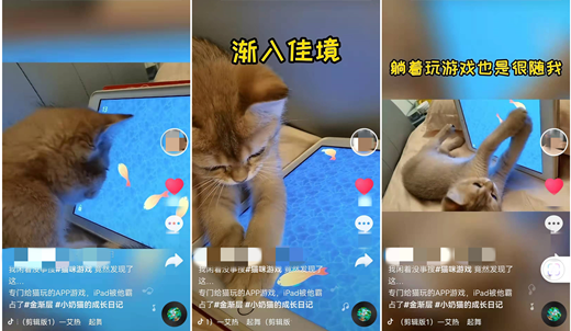 逗猫玩具app猫抓鱼